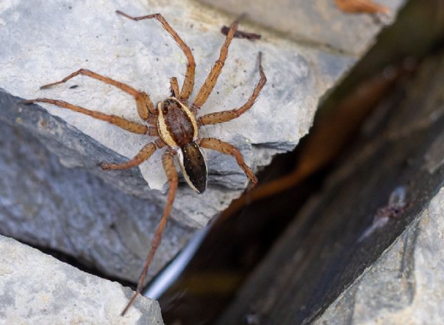 Dolomedes sp. - Villafranca, Lunigiana (MS)